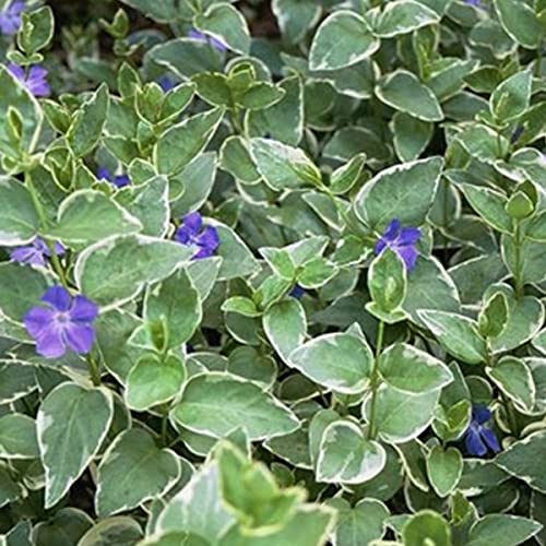 24 x Groblttriges Immergrn 'Variegata' - Vinca major 'Variegata' Topf  9x9cm, fr 3m : Ein farbenfroher Bodendecker fr Frhlingsfreuden. :  Amazon.de: Garten