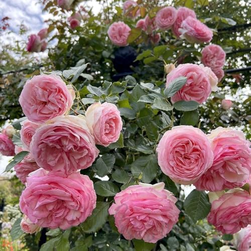 Peter Beales Roses UK Eden Rose 88 Climbing Rose 240cm x 180cm Creamy-White and Pink Double Flowers