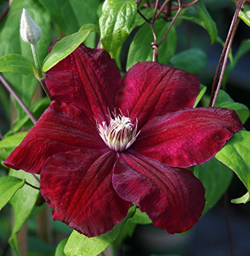 Red/Rouge Cardinal Clematis Vine - Velvety Crimson...