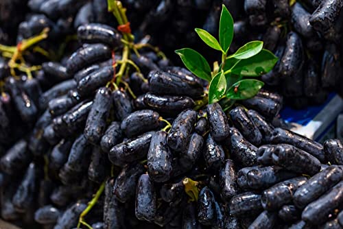 Image of 50 Seeds- Organic Finger Grape Vine Plant Seeds for Planting Non-GMO Fresh Fruit Seeds for Home Yard Easy to Grow
