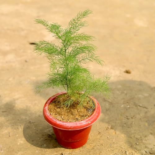 Rare Shatavari Live Plant, Shatavar-(Asparagus Racemosus) Herbal Live Plant, Medicinal Plants (Shatavari Plant)