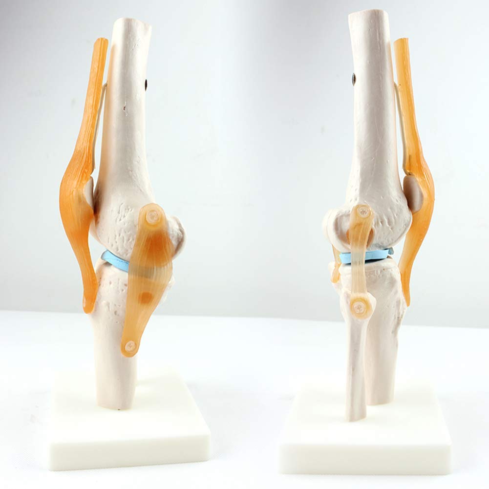 Mensch Kniegelenk Modell 1: 1 Orthopädische Knie Skelett Modell Arzt-Patient Kommunikation Skelettunterricht