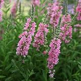Gewöhnliche Blutweiderich - Lythrum salicaria - 50+ Samen - Seeds E 022