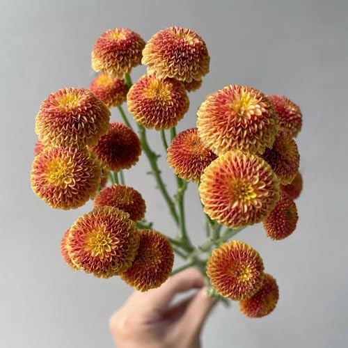 semi di margherita perenne - resistenti giardino balcone 1000pcs