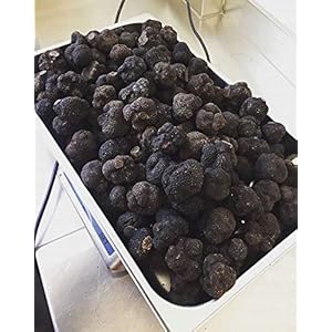 Wild Knol melanosporum Zwarte Truffel Verse Paddestoelen 100 gr