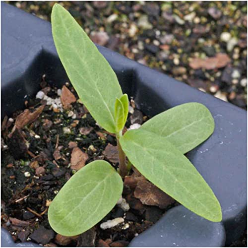 Image of Seed Needs Pink Swamp Milkweed Seeds for Monarch Butterflies 1 Pack