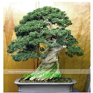 . GGG 50 ginepro bonsai fiori in vaso bonsai ufficio a purificare l’aria assorbire i gas nocivi: Rosso: Only Seeds