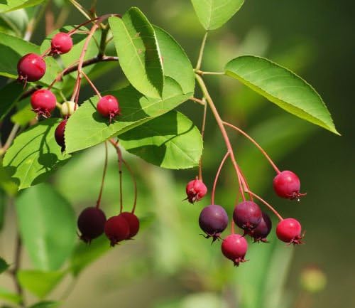 Shadblow Serviceberry (Amelanchier Canadensis) Deepot/Seedling
