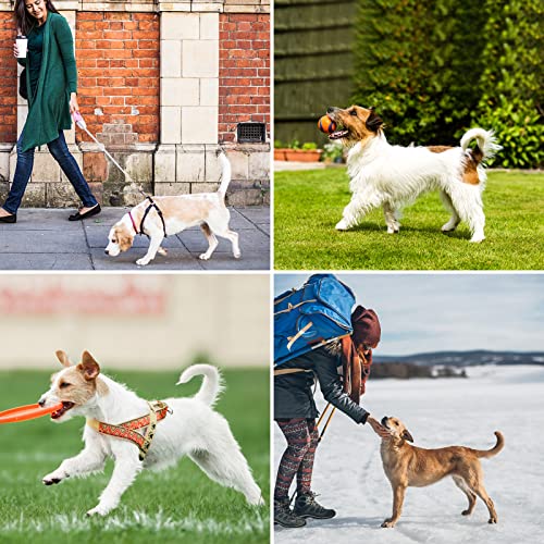 Lyneun 3 Stück Hundewindeln für Rüden, Wiederverwendbare Hundewindeln, Auslaufsichere Inkontinenzhose für Hunde Rüden, Verstellbare Bauchband Hund für erregbares, Urinieren, Markierungen (S)