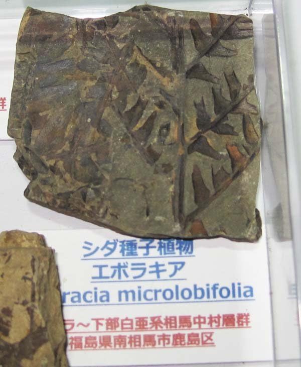 国産化石　植物 ２５０４１５－４ 国産化石 植物 250415－4