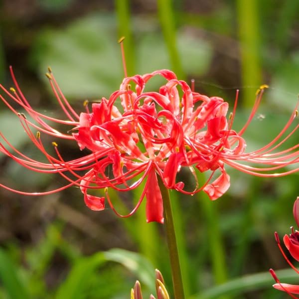 Amazon.co.jp: ヒガンバナ【28Potセット】【※花を切り戻した状態