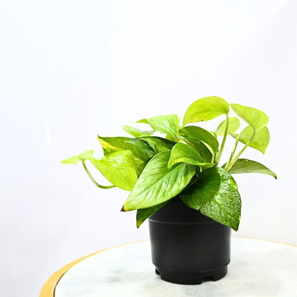 Nayra Money Plant - Green Indoor Plant with Pot -1 Nayra Money Plant - Green Indoor Plant with Pot -1