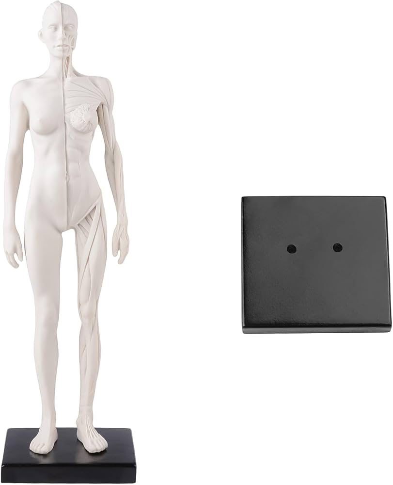 Amazon.com: MedFrom Female Anatomy Figure: 11-inch