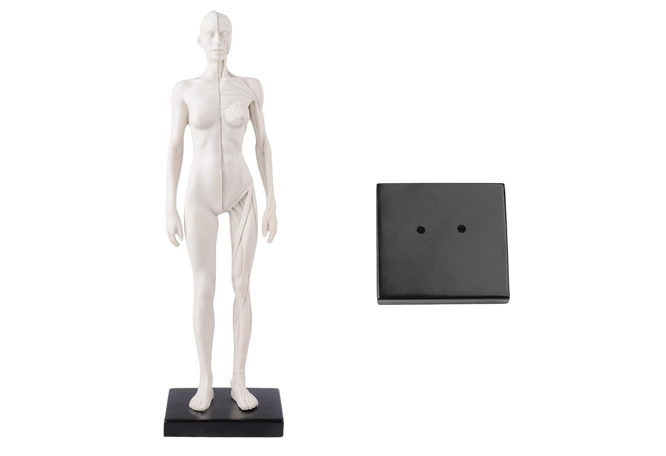 Amazon.com: MedFrom Female Anatomy Figure: 11-inch Anatomical