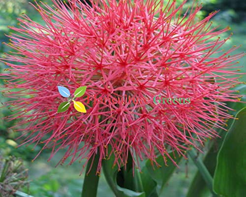 Floriculture Greens Scadoxus Multiflorus Fire Ball Lily/Football Lily Flower Bulbs Hybrid For Home Gardening Planting (Pink, Pack Of 2 Bulbs)