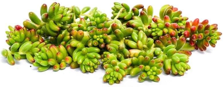 Esquejes de suculentas vivas - Esquejes de suculentas a granel (paquete de 20) (Sedum Rubrotinctum Esquejes de suculentas)