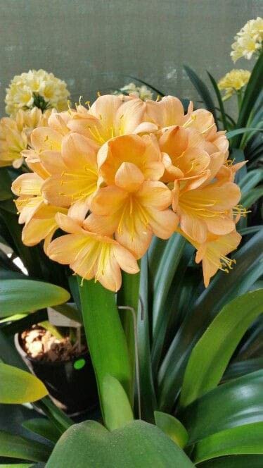 Radha Krishna Agriculture® Clivia Peach flower plants bulbs for Summer season Your Home Gardening & Outdoors Pack of 1 (B0BSSBLRHZ) Amazon Price History, Amazon Price Tracker