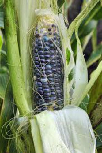 Corn, Blue Hopi, Heirloom, 20 Seeds, Great For Making Blue Corn Flour, Country Creek Acres #TOP13