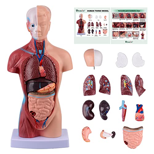 Ultrassist Modello del Torso Umano Include Manuale Digitale, Modello del Corpo Umano per l'Educazione Scientifica dei Bambini