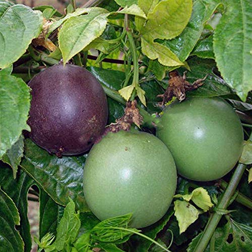 100 Pz Tropicale Esotico Vite Semi Di Frutto Della Passione Viola Passiflora Edulis Pianta Da...