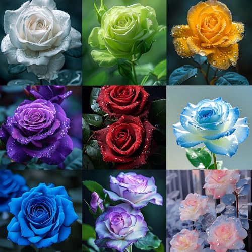 Mixrug Mix Climbing Rose Seeds for Planting, 30+pcs Beauty Rare Rose Flower Seeds, Heirloom Non-GMO Home Garden Ground Cover Blooms Flowers Plants in Outdoors