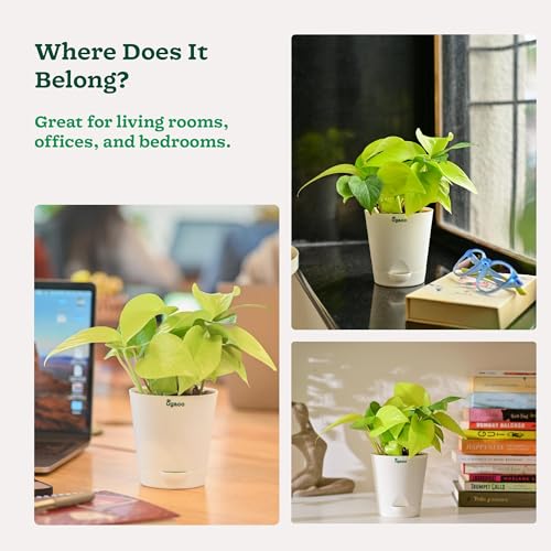 Ugaoo Golden Money Plant Indoor With Self Watering Pot (Image - 6)