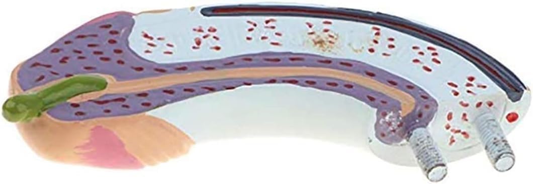 Anatomisches Modell des menschlichen männlichen Urogenitalsystems