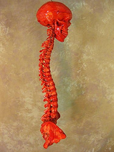 Skeleton Skull w/Spine- Life-Size- 2nd Class- Blood Version