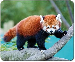Rectangle Mouse Mat - Wild Red Panda Nature Animal Bear 23.5 x 19.6 cm (9.3 x 7.7 inches) for Computer & Laptop, Office, Non-slip Base #46441