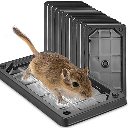 10 Best Mouse Traps For Kitchen For Every Budget The WaterHub