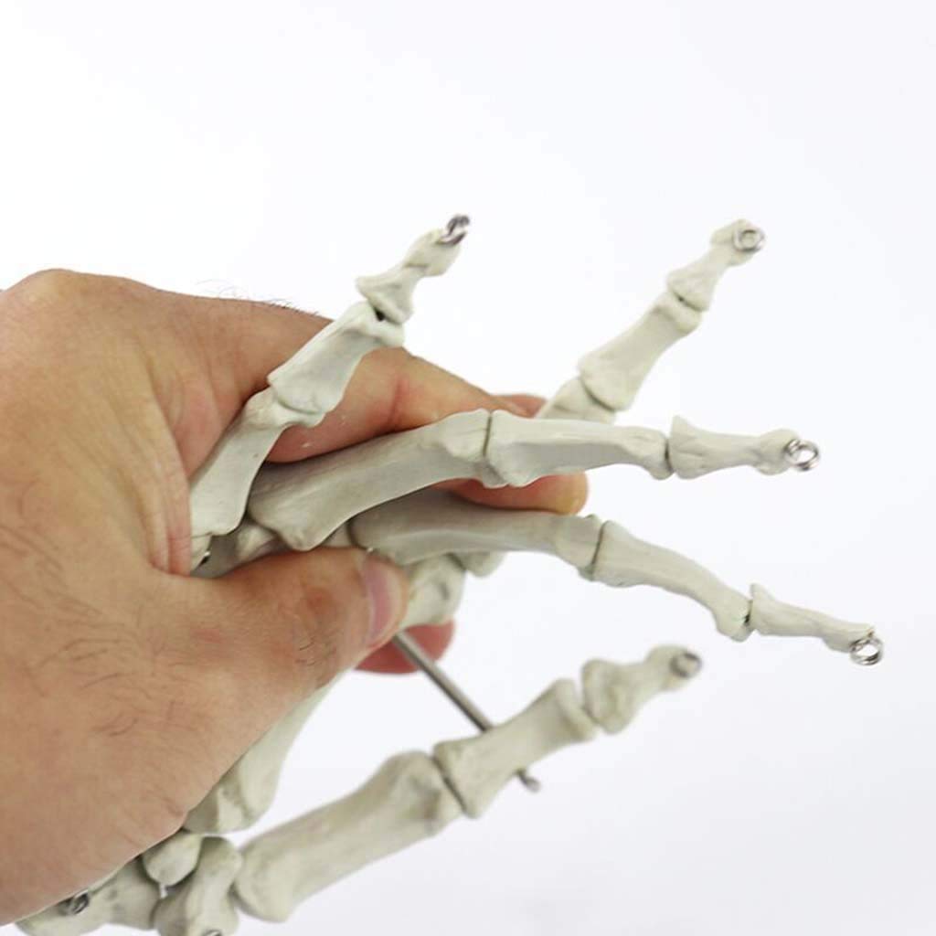 Modello anatomico Medico della Mano di Dimensioni della Vita - Assistenza Medica della Mano Umana per l'insegnamento per l'attrezzatura Medica, Laboratorio