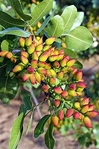 Arlo Trothi Nature Valley Live Plant PISTA FRUIT (Pistachio) Plant (2 Healthy Plant)
