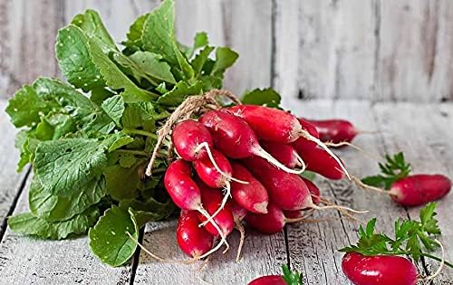Miniatura 2 de Rábano francés 18 días vegetal sin OMG para plantar