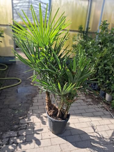 Trachycarpus Multistamm ca. 160 cm – Winterharte Hanfpalme für Garten, Terrasse & Wohnzimmer – Exotische Kübelpflanze, pflegeleicht, immergrün & dekorativ