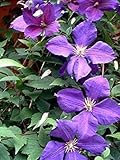 Clematis Jackmanii Vine - Velvety-Purple - 2.5