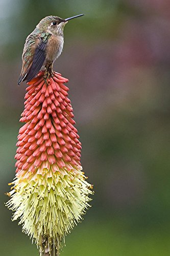 HOT!VERY SHOWYTORCH LILY25 seeds E-ZRARE #1041 HOT!VERY SHOWYTORCH LILY25 seeds E-ZRARE #1041