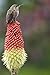 *HOT!*VERY SHOWY*TORCH LILY *25 seeds* E-Z *RARE* #1041