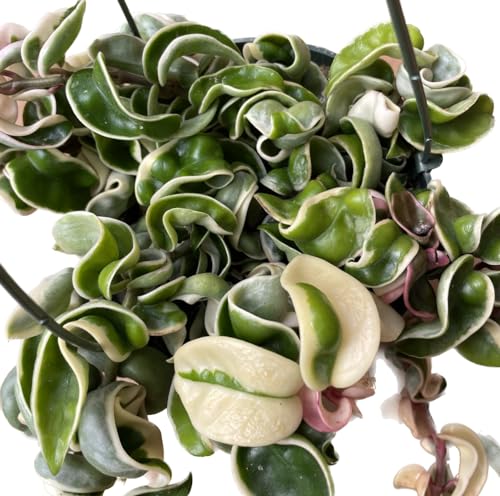 Hoya