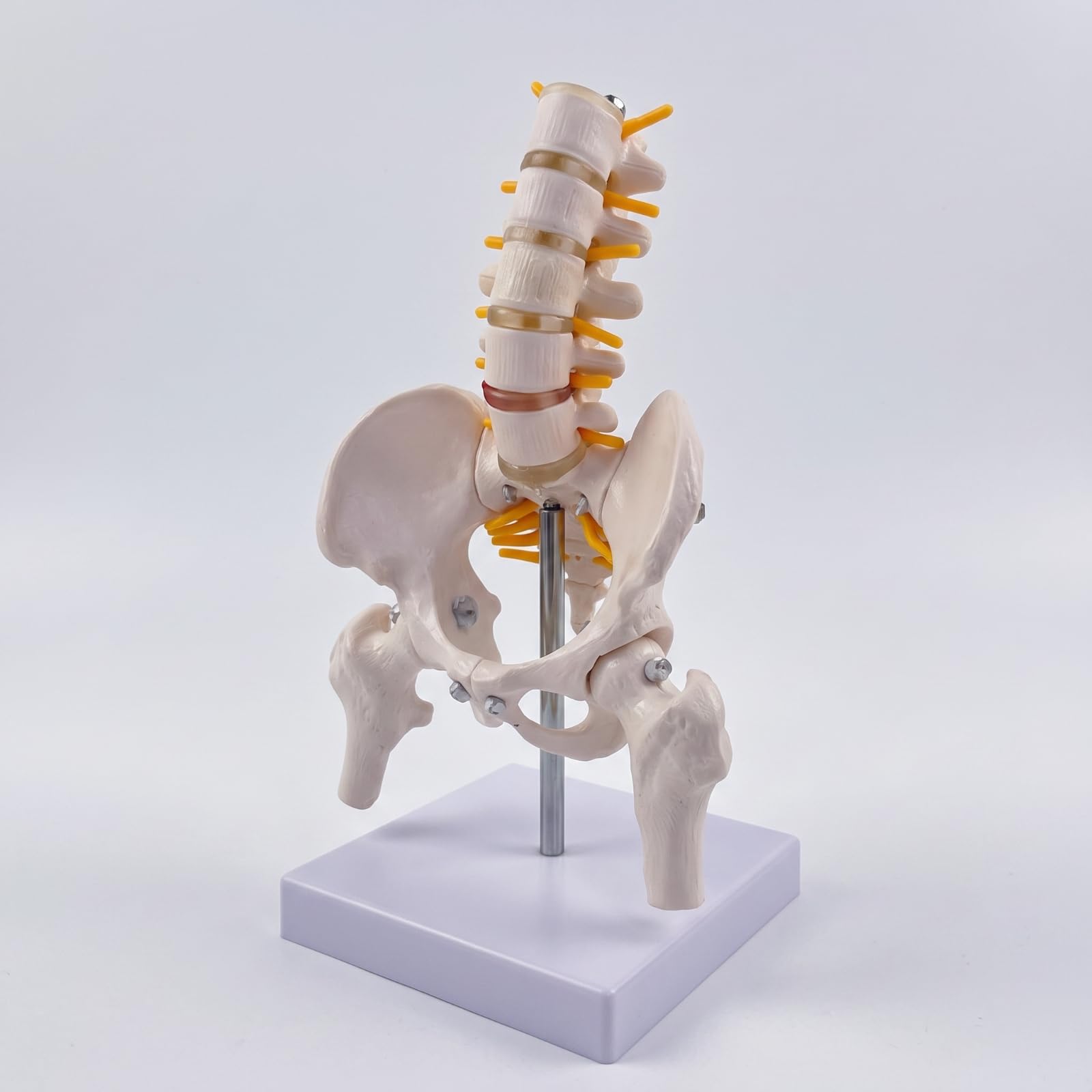 Esquelético Espina Con Didáctico, espina Vertebral con Pelvis, Flexible, para Aula