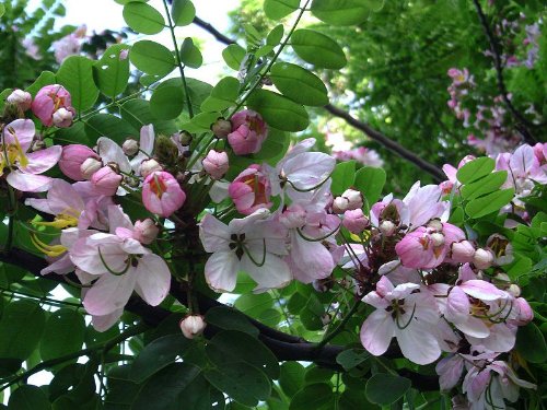 50 Cassia javanica seeds, Java Cassia seeds, Apple Blossom Cassia seeds, Nodding Cassia, Pink Cassia seeds, Pink Shower Tree seeds