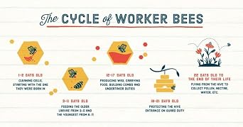 Local Hive Southwest Raw & Unfiltered Honey, 100% US Honey, 16 oz