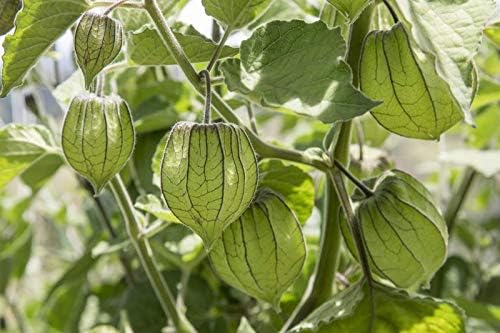 Miniatura 7 de Vegetal Cape Gooseberry Goldenberry Green Physalis - 150 Semillas