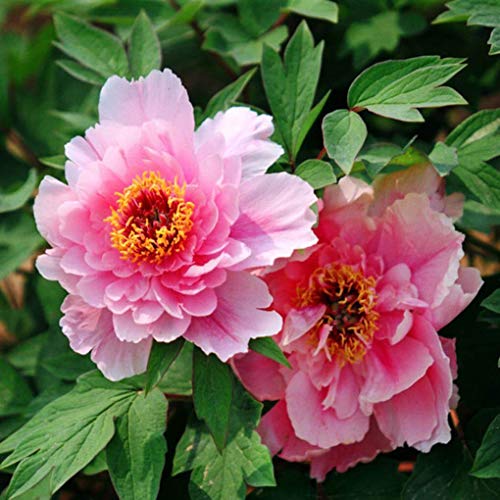 Yongse 5pcs Pivoine Rose Graines Cour Cour Jardin Vivace Plante Arbuste Plante