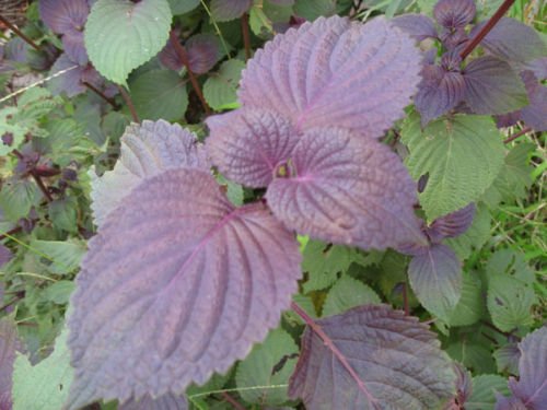 50 Graines Shiso Japonais Pourpre - Basilic Perilla Frutescens