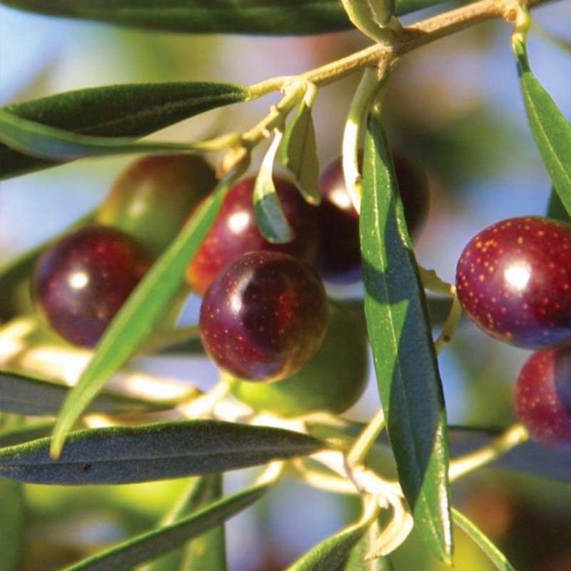 1 Year Old Arbequina Olive Live Tree Plant for Planting, Very Cold Hardy, Well-Rooted
