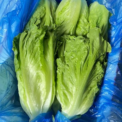 semi di lattuga resistenti - esotiche antiche varietà vecchi 400pcs