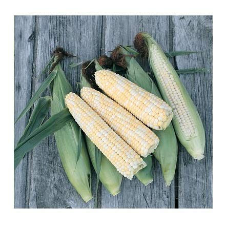 David's Garden Seeds Corn Sweet Double Standard Fba-2894 (Multi) 100 Non-Gmo, Heirloom Seeds #TOP17