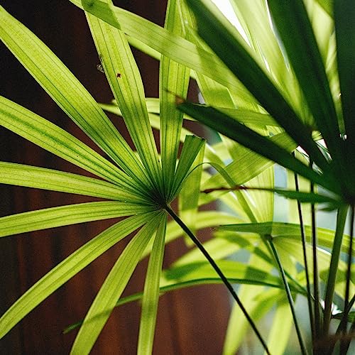 Lady Palm Tree 'Rhapis excelsa' Tropical Plant Seeds - 8 Seeds for Indoor Houseplant