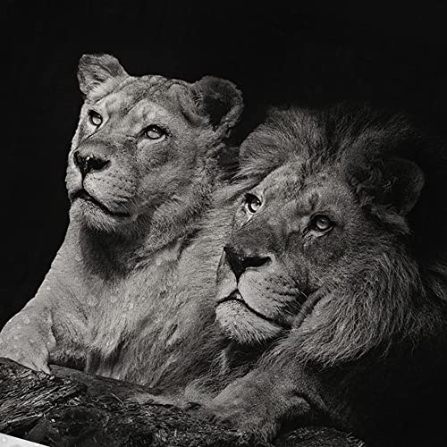 Mehofond Lion Shower Curtain Mens Black Polyester Bathroom Curtains Male Vintage Majestic Wildlife African Leo Tiger Couple Waterproof Washable Shower Curtain With Hooks Bathroom Decor 72X72 Inches #TOP3