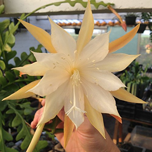SUNNYPLANTS - Epiphyllum Anguliger, Herringbone Cactus, Epiphyllum Plants, Epiphyllum Cuttings, Cactus Seeds, Cactus Plants, Cactus Cuttings, Succulents, Indoor Plants